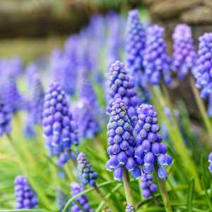 Muscari ‘Valerie Finnis
