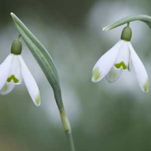 Galanthis Viridipice