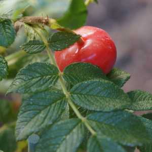 Rosa Rugosa