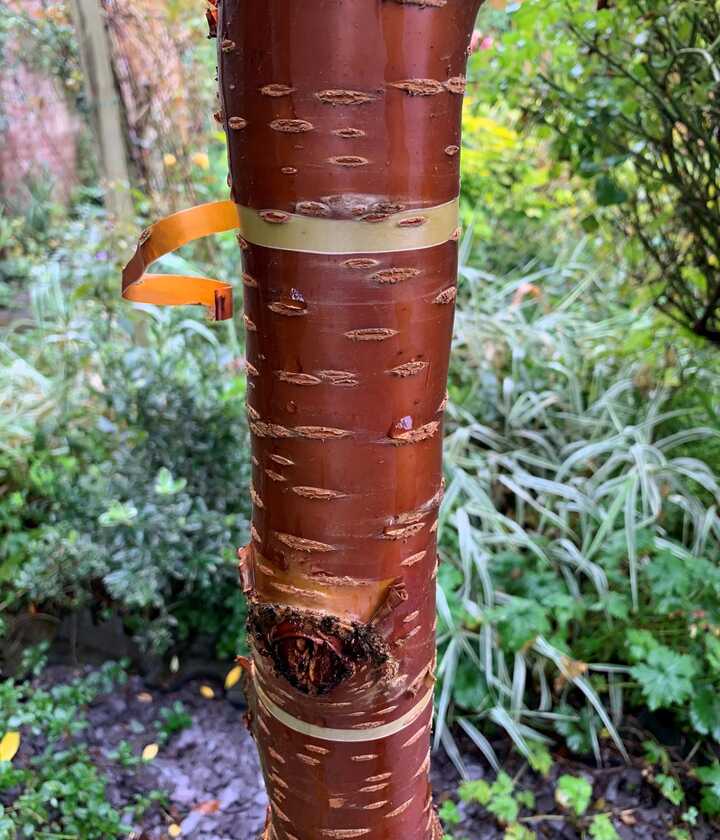 The trunk of a Tibetan Cherry tree