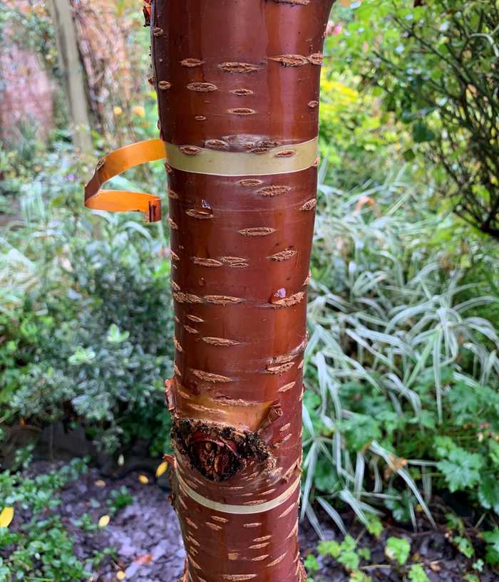 The trunk of a Tibetan Cherry tree