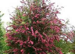 Top 10 Trees for the Garden