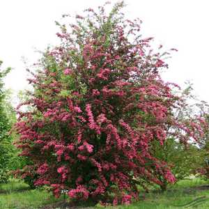 Crataegeus Laevigata Flore Pleno