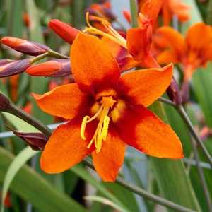Crocosmia 'Emily McKenzie'