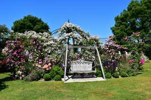 Peter Beales Roses, Norfolk
