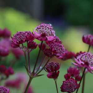 Astrantia