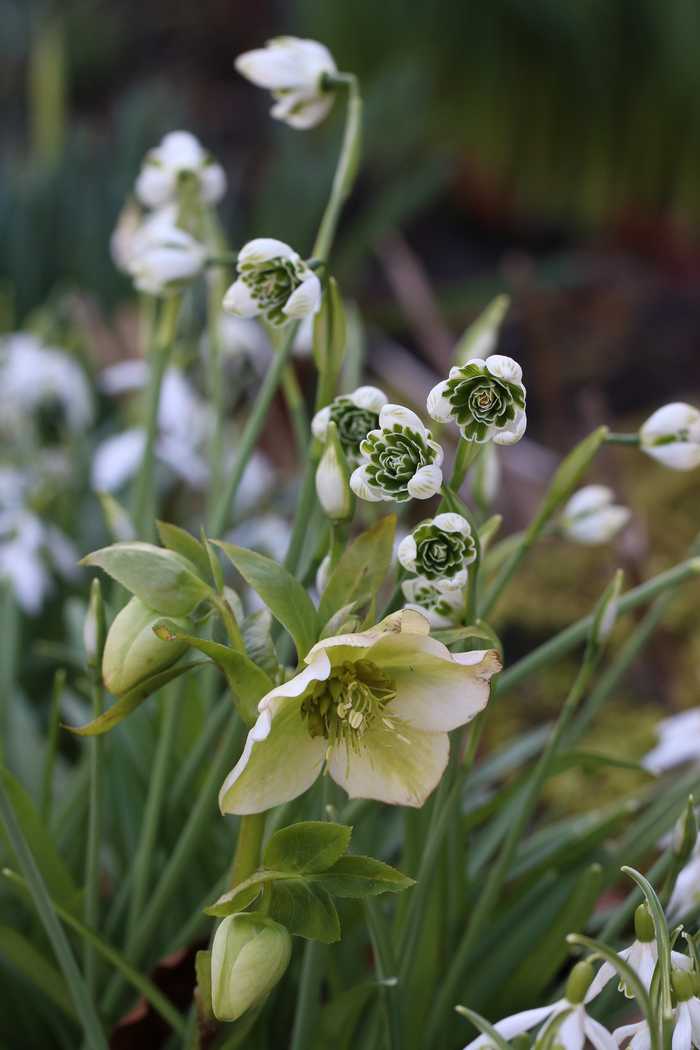 Snowdrop & Hellebore