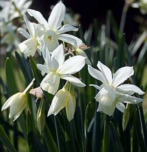 Narcissus Thalia