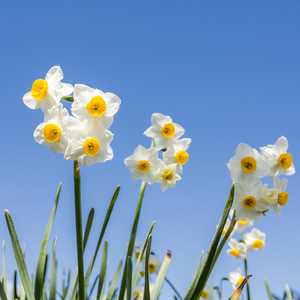 Narcissus ‘February Silver’