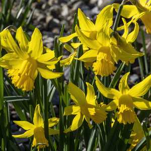 Narcissus ‘February Gold’