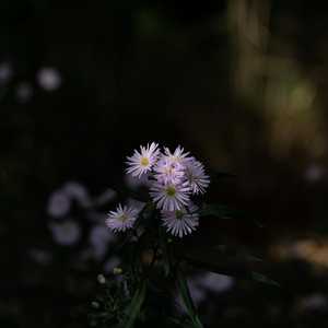 Michaelmas daisies catching the late afternoon light ...