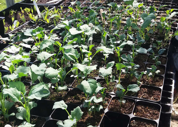 Gardening During Covid-19  By Katherine Crouch