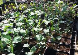 Gardening During Covid-19 By Katherine Crouch