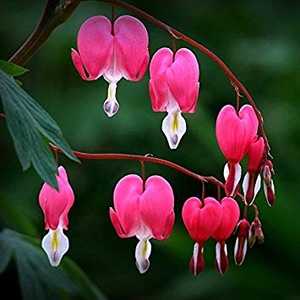 Dicentra Spectabilis