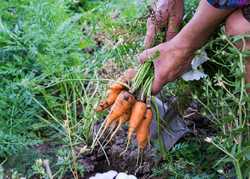 10 vegetables to grow in your garden for beginners