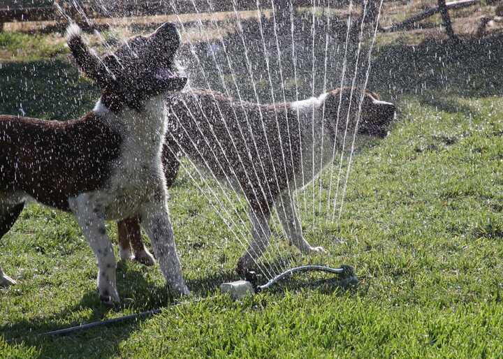 10 fun garden activities for you and your dog
