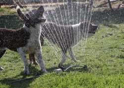 10 fun garden activities for you and your dog 10 fun garden activities for you and your dog