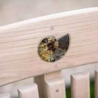 embedded-ammonite-1.webp