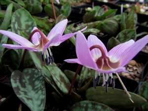 Erythronium Dens Canis Purple King