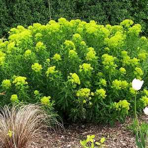 Euphorbia Characias Wulfenii