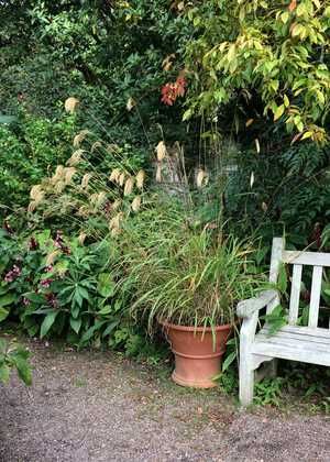 Evergreen & Deciduous Shrubs at RHS Rosemoor