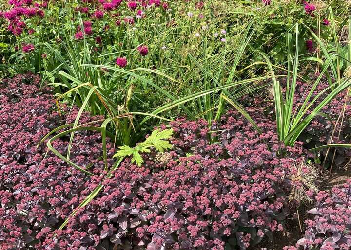 RHS Garden Harlow Carr by Katherine Musgrove