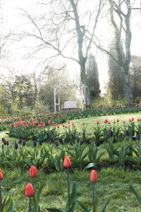FA tulip swirl.jpg