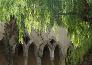 False Pepper Tree, Cloisters, Sorrento