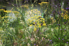 fennel.verbena1 copy.jpg