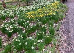 Spring at RHS Garden Harlow Carr by Katherine Musgrove