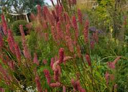 September in The Sitting Spiritually Garden