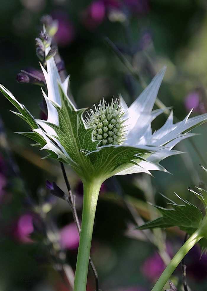 Eryngium "Miss Wilmott's Ghost"