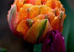 Garden designer Pauline Caroline Jones explores the wonders of Autumn