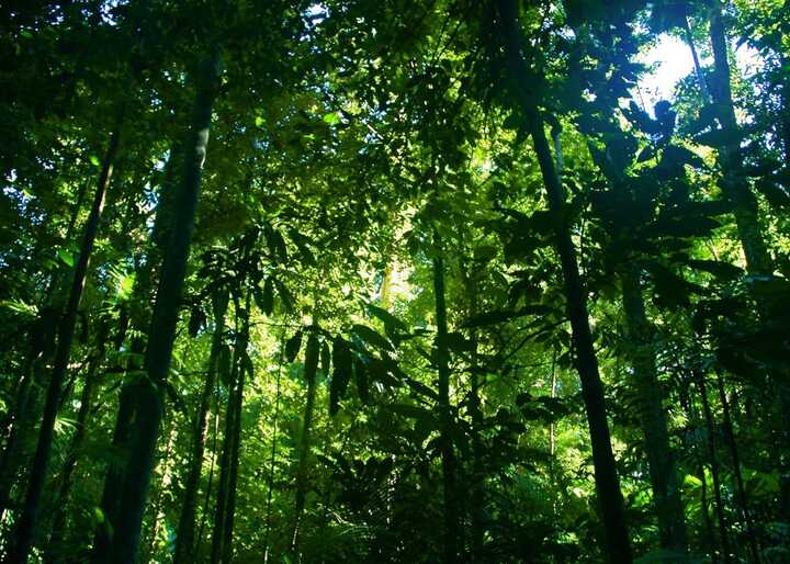 Creating Tomorrow's Forests by Dr Simone Webber Senior Ecology Editor
