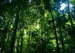 Creating Tomorrow's Forests by Dr Simone Webber Senior Ecology Editor