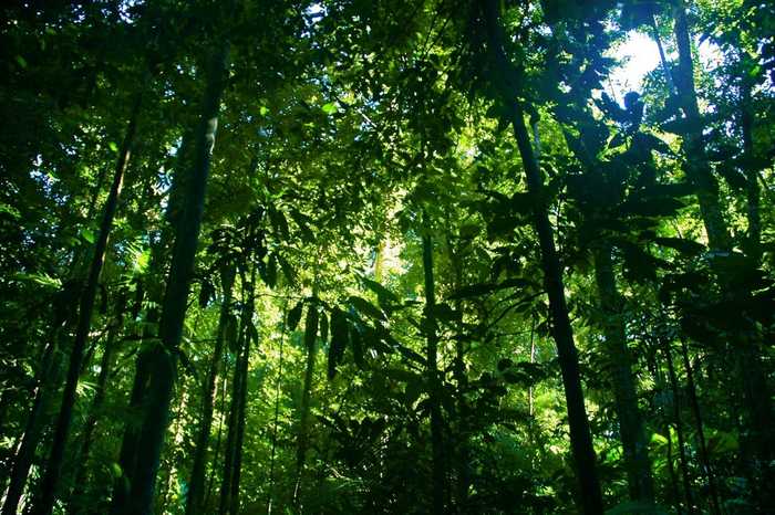 Rainforest – Photo Credit: Ben Britten (https://www.flickr.com)