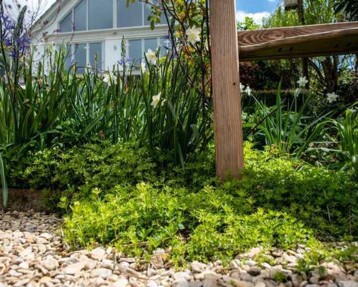 galium sweet woodroff