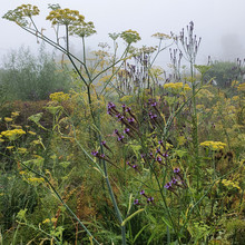 20200806_100411.jpg
