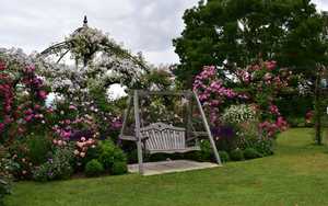 Swing Seat Amongst Flowers at Peter Beales Roses