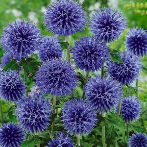 Globe Thistle