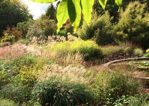 Grasses at Knoll Gardens, Dorset