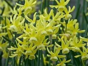 Narcissus Hawera