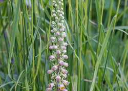 The Sitting Spiritually Open Garden - Open Weekends