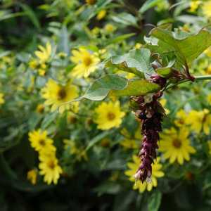 Helianthus, Leycestria Formosa