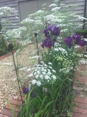 The pathway with Iris Enstata Purple Parasol & Ammi Majus