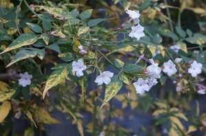 Jasmine Aurea in Flower