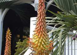 Gardens to visit - Abbotsbury Subtropical Garden