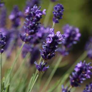 Lavender Hidcote