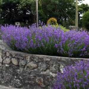 Lavender Hedge