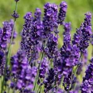 Lavender Hidcote